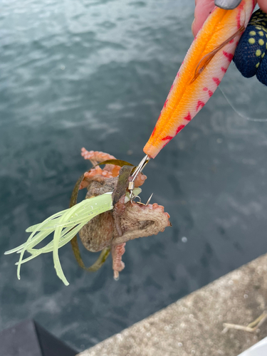 タコの釣果