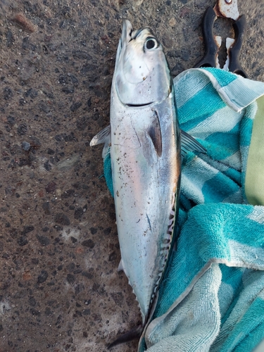 ソウダガツオの釣果