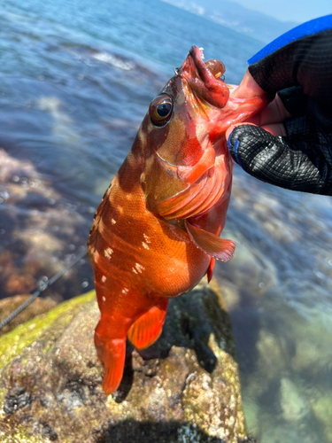 アカハタの釣果