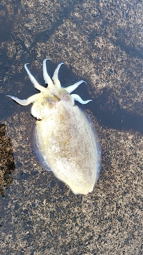 コウイカの釣果