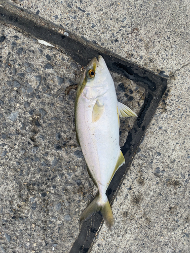 ショゴの釣果