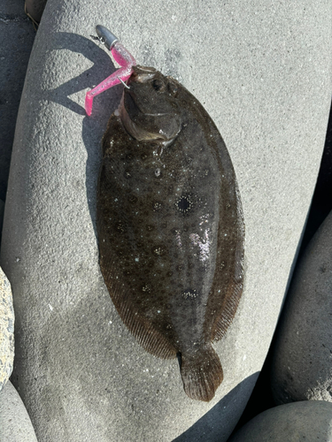 ガンゾウビラメの釣果