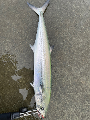 サゴシの釣果