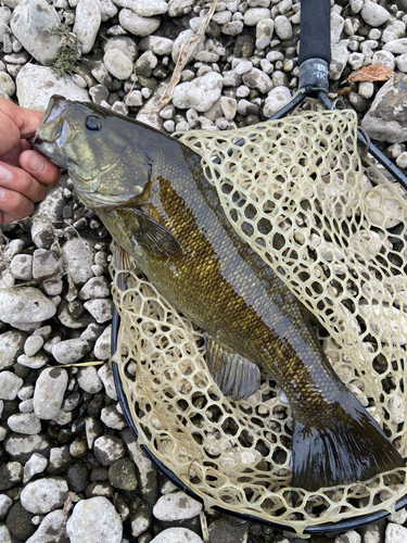 スモールマウスバスの釣果