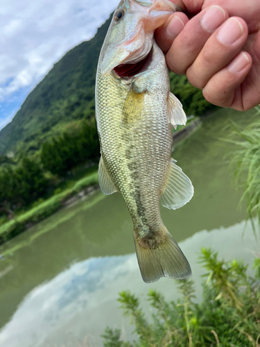 ラージマウスバスの釣果