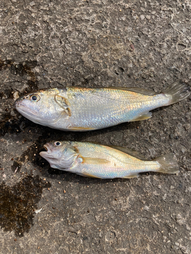 イシモチの釣果