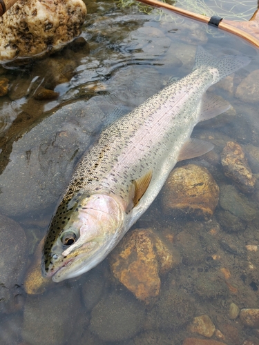 ニジマスの釣果