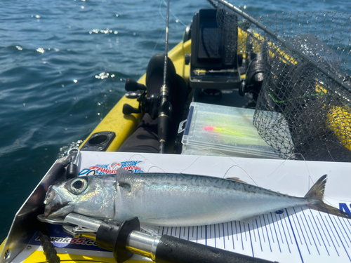 サバの釣果