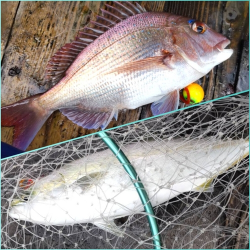 マダイの釣果