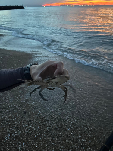 カニの釣果