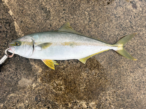 ヒラマサの釣果