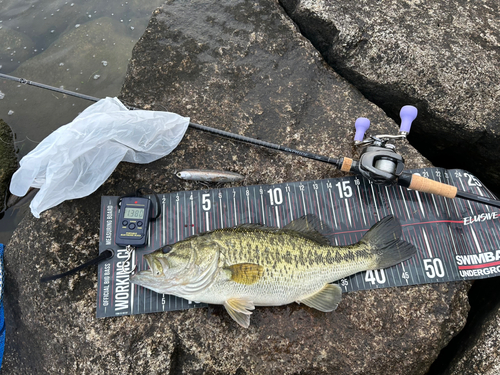 ブラックバスの釣果