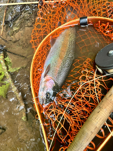 ニジマスの釣果