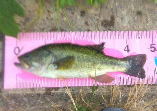 ブラックバスの釣果