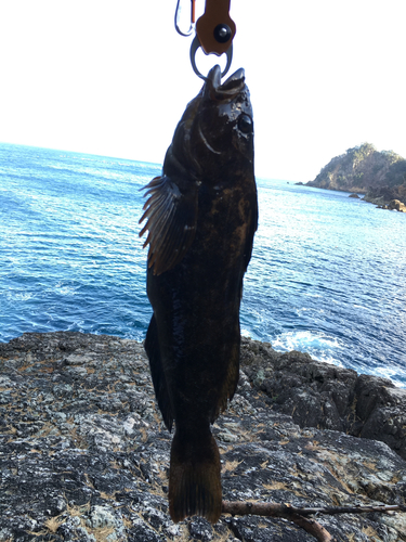 アイナメの釣果