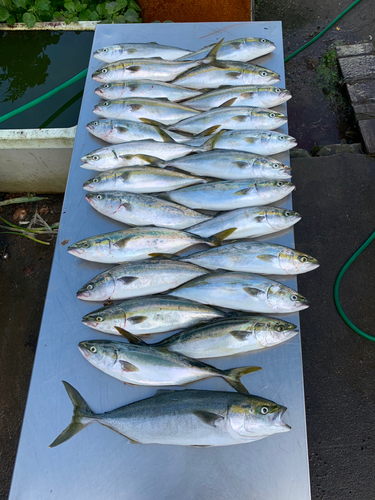 イナダの釣果