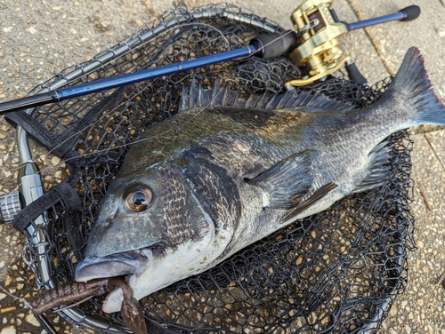 クロダイの釣果