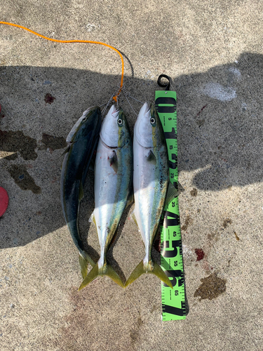 イナダの釣果