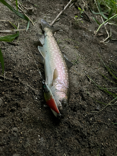 アメマスの釣果