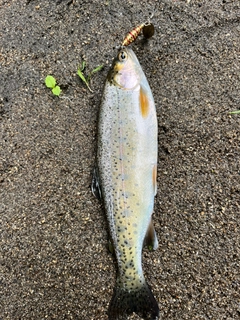 ニジマスの釣果