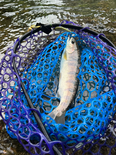 ヤマメの釣果