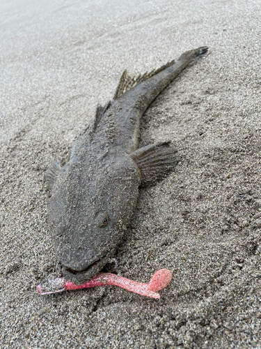 コチの釣果