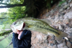 ブラックバスの釣果