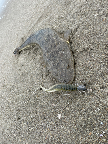 マゴチの釣果