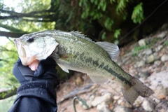 ブラックバスの釣果