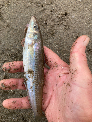 キスの釣果