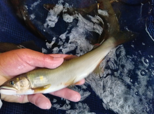 アユの釣果