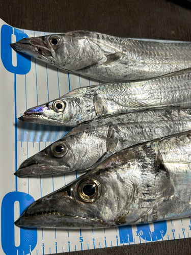 タチウオの釣果