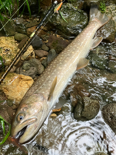 イワナの釣果