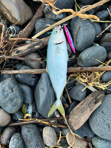 ワカシの釣果