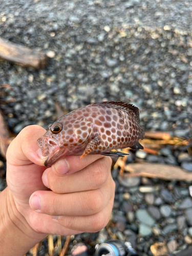 オオモンハタの釣果