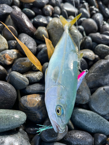 ワカシの釣果