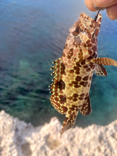 イシミーバイの釣果