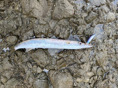 オニカマスの釣果