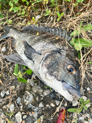 チヌの釣果