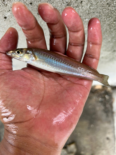 シロギスの釣果