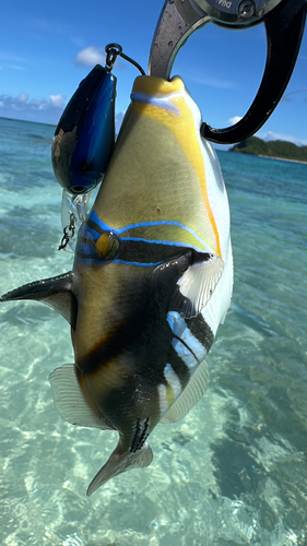 ムラサメモンガラの釣果