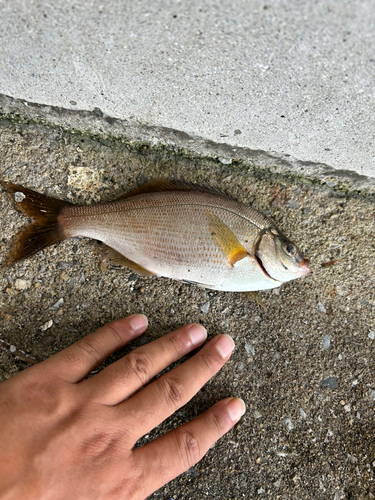 ウミタナゴの釣果