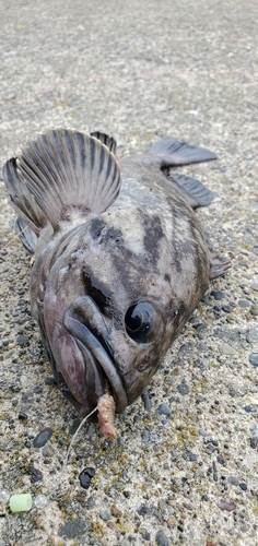 クロソイの釣果