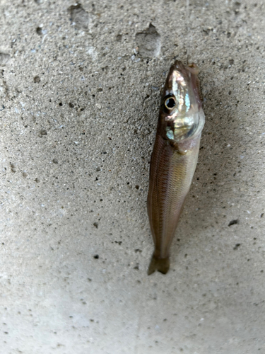 シロギスの釣果