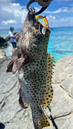 キビレハタの釣果