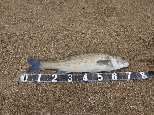 スズキの釣果