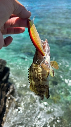 カンモンハタの釣果