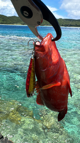 ニジハタの釣果