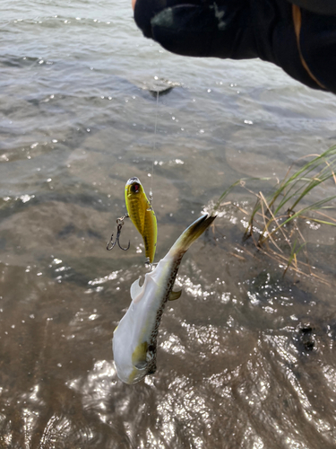 フグの釣果