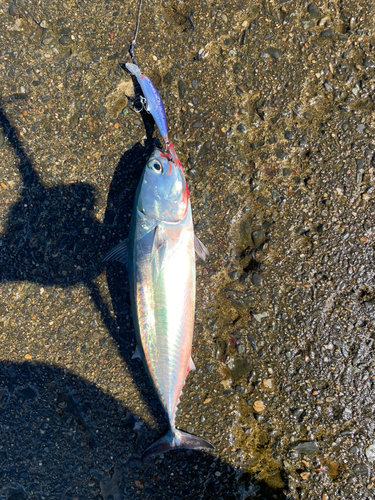 ソウダガツオの釣果